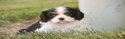 Cavalier King Charles Spaniel dogs for sale: Percy Cavalier King Charles Spaniel  - Ad 4