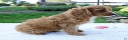 Cavapoo dogs for sale: Eddy - Ad 6