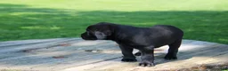 Labrador Retriever dogs for sale: Candy - Ad 2