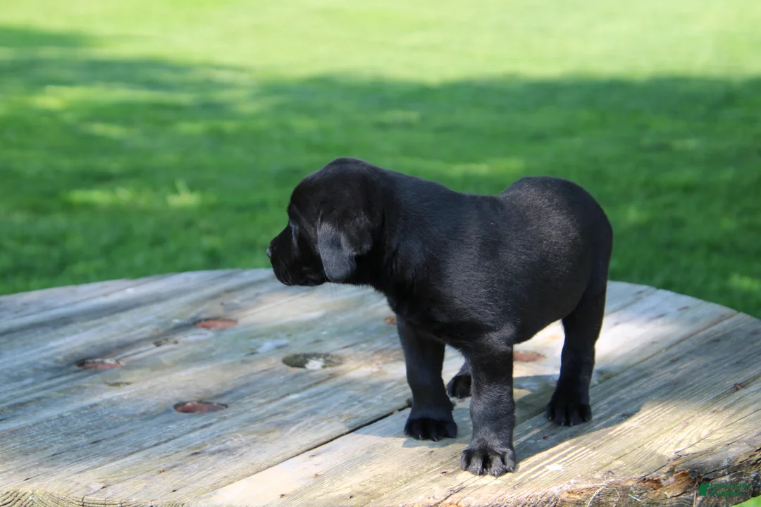 Labrador Retriever dogs for sale: Candy - Ad 2
