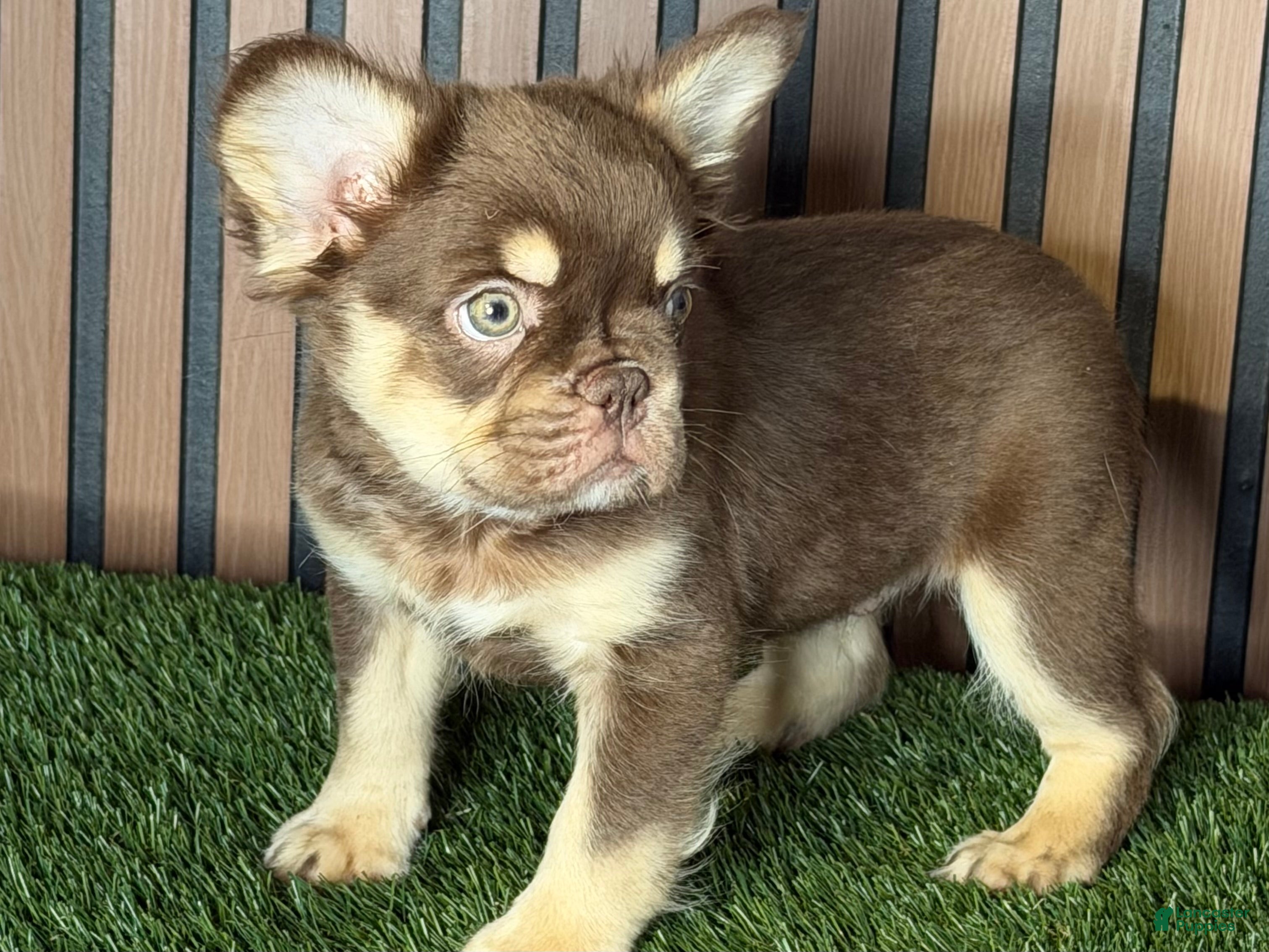 French Bulldog dogs Snickers - Ad 1