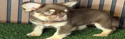 French Bulldog dogs for sale: Snickers - Ad 1