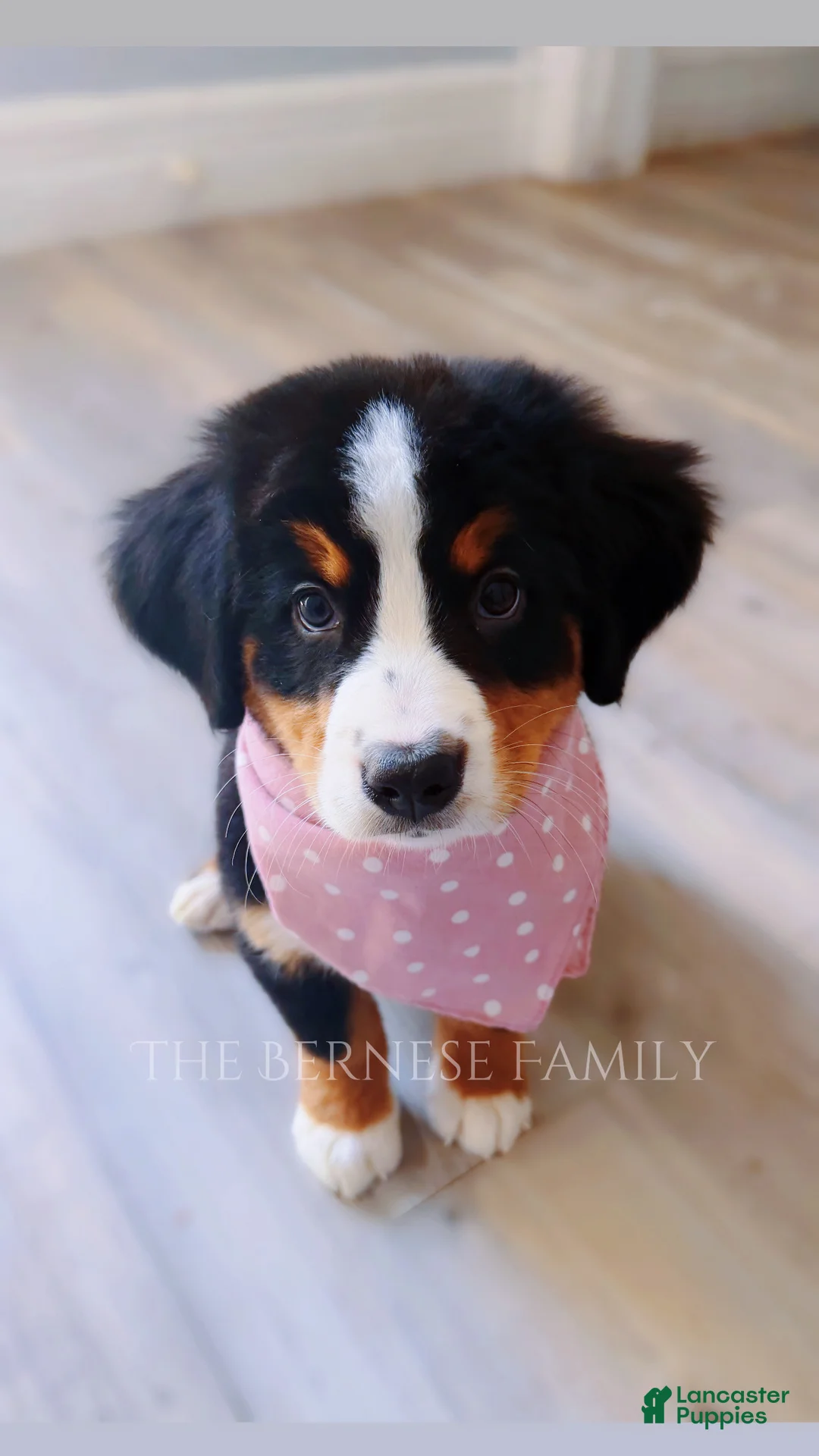 Bernese Mountain Dog dogs for sale: Rosie - Ad 1