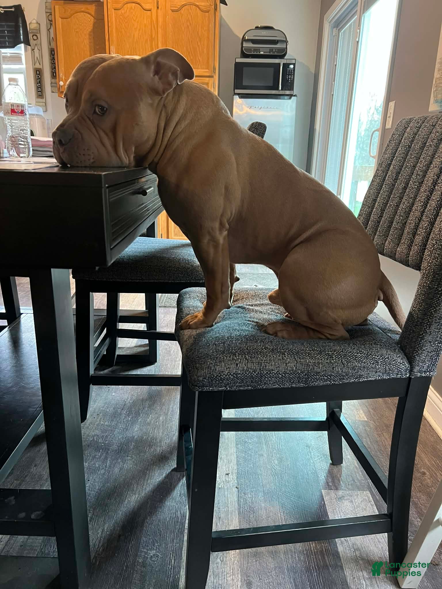 American Bully dogs American Bully Puppy 1 - Ad 20