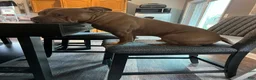 American Bully dogs for sale: American Bully Puppy 1 - Ad 1