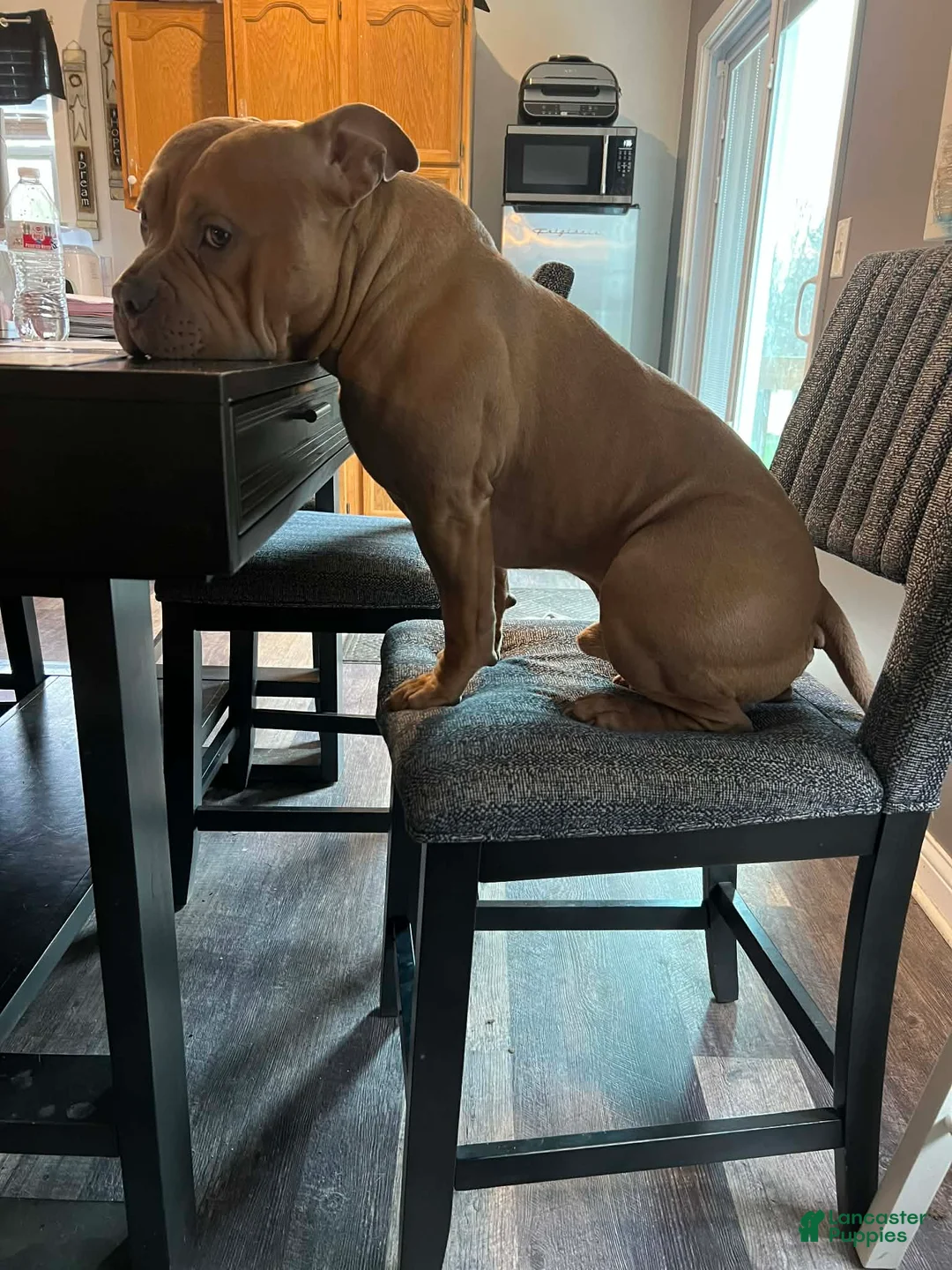 American Bully dogs for sale: American Bully Puppy 1 - Ad 1
