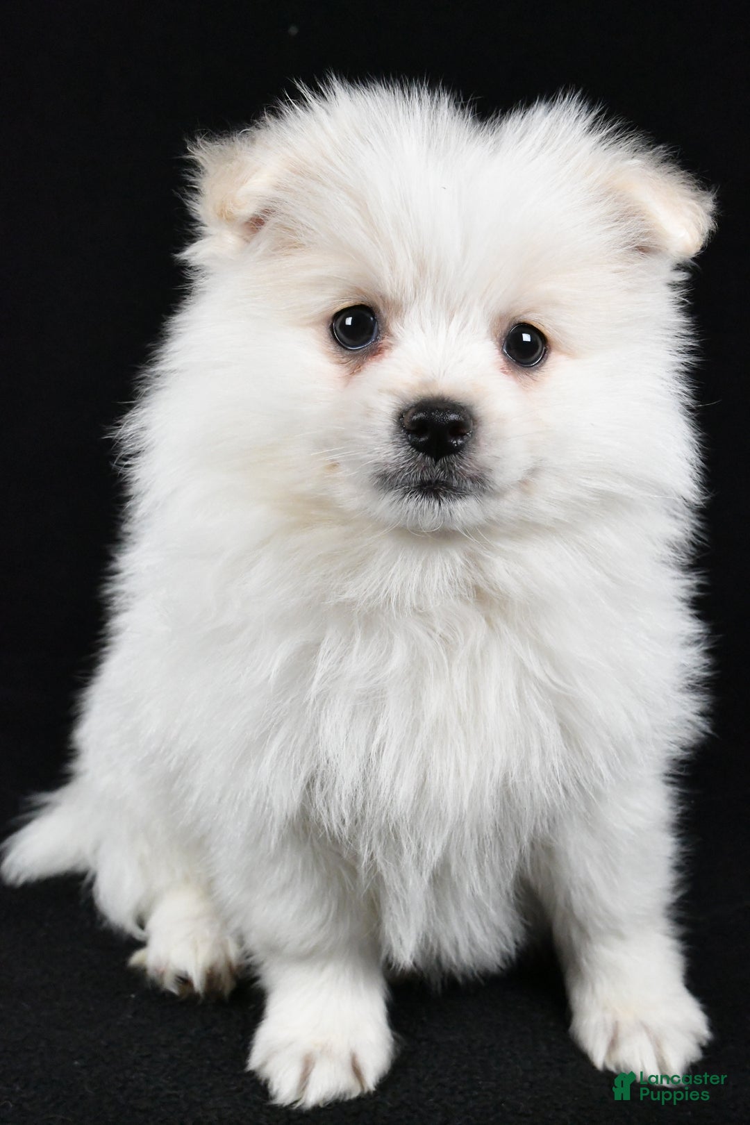 Pomeranian dogs for sale: Teddy - Ad 6