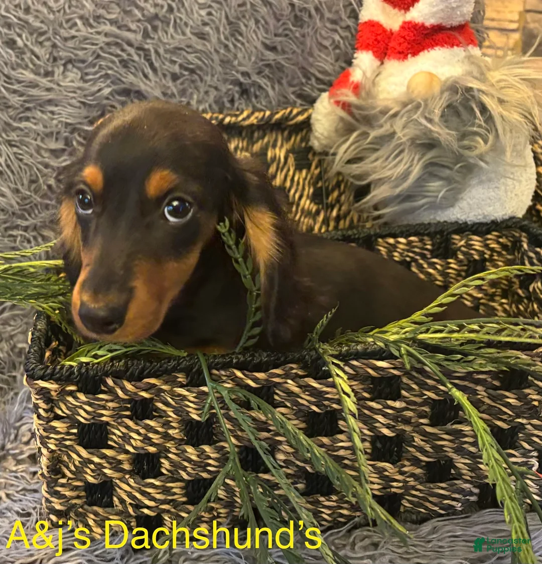 Miniature Dachshund dogs for sale: Miniature Dachshund Puppy 1 - Ad 2