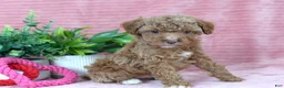 Toy Poodle dogs for sale: Carter-CLEAR GENETIC TEST - Ad 4