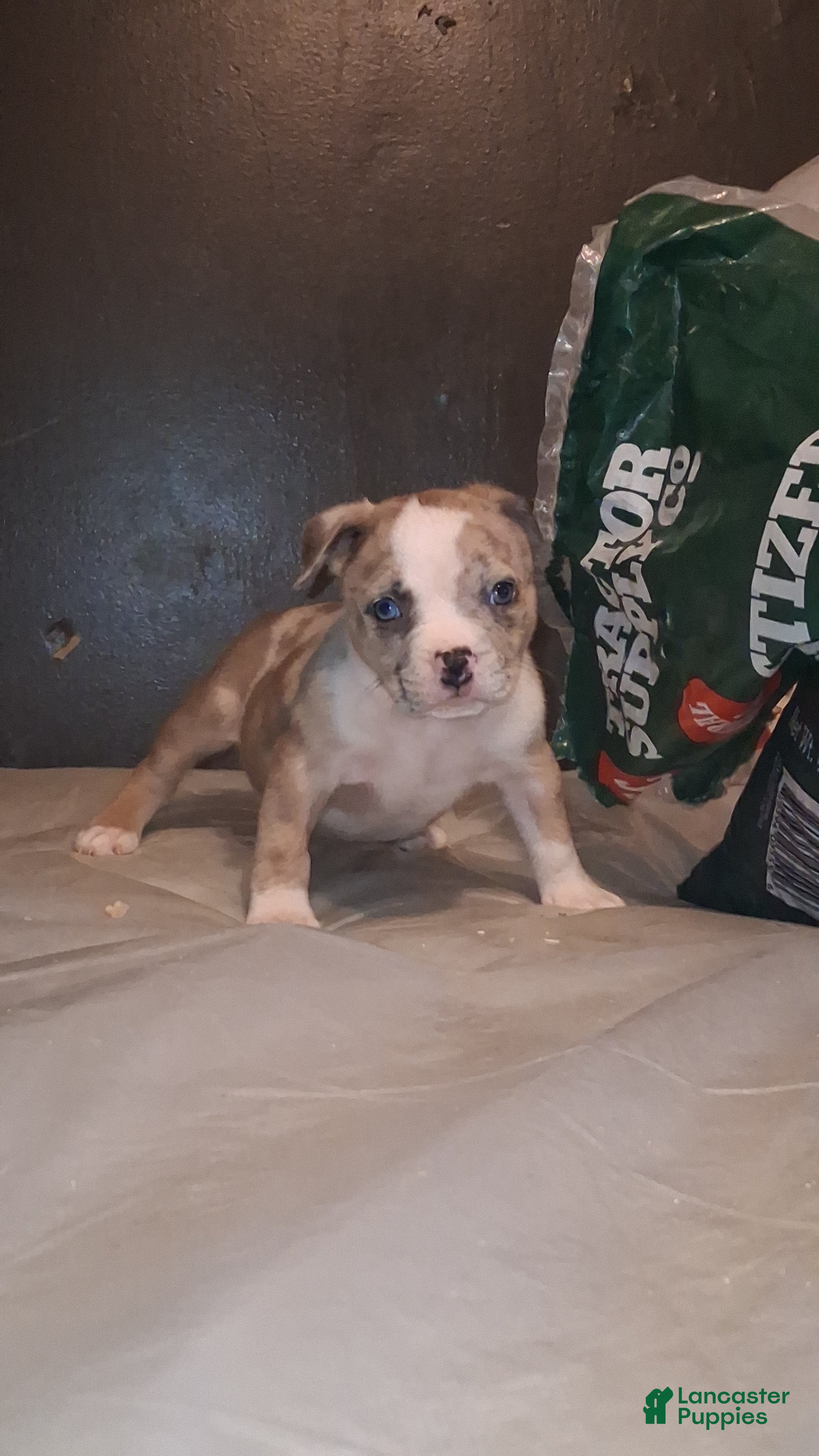 American Bully dogs American Bully 1 - Ad 11