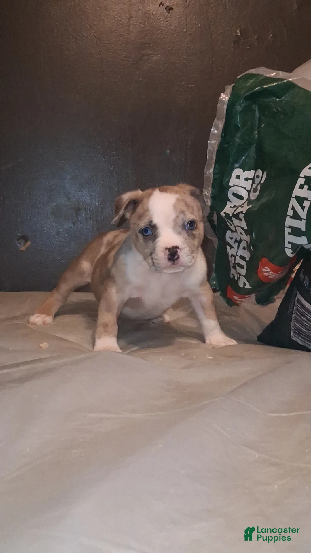 American Bully dogs for sale: American Bully 1 - Ad 1