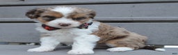 Mini Aussiedoodle dogs for sale: Toy Angel - Ad 19