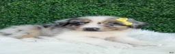 Australian Shepherd dogs for sale: Rubble - Ad 3