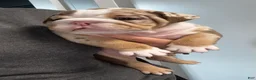 English Bulldog dogs for sale: Wanda - Ad 6