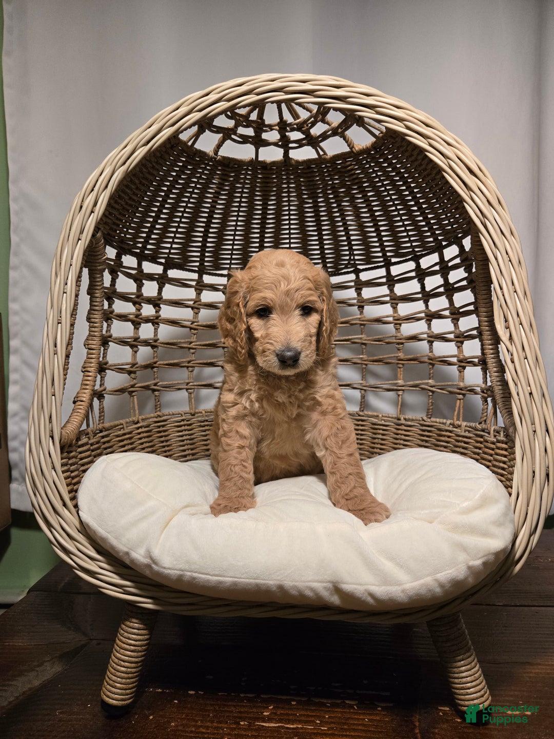 Goldendoodle dogs for sale: Mochi - Ad 4