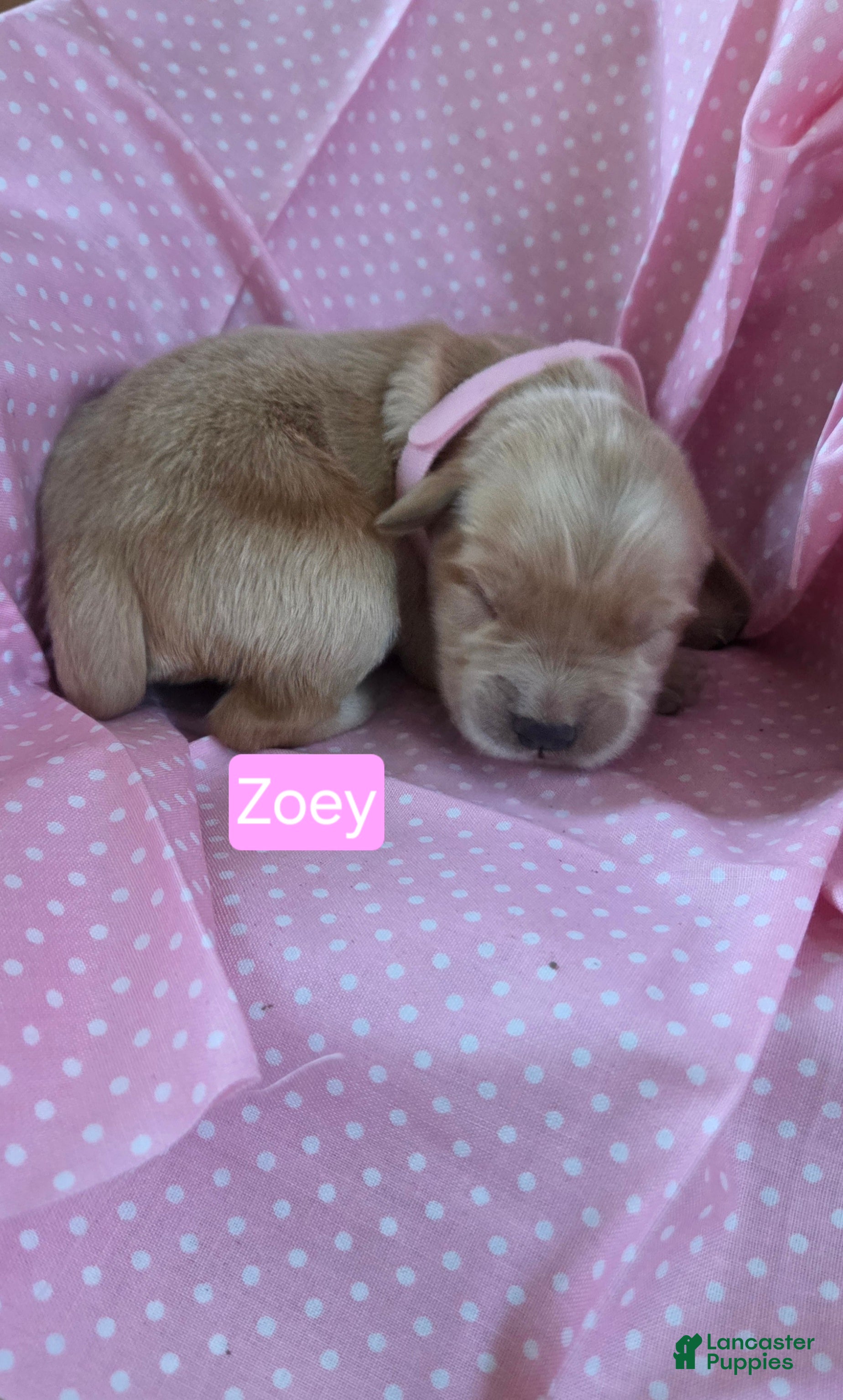 Golden Retriever dogs Zoey - Ad 7