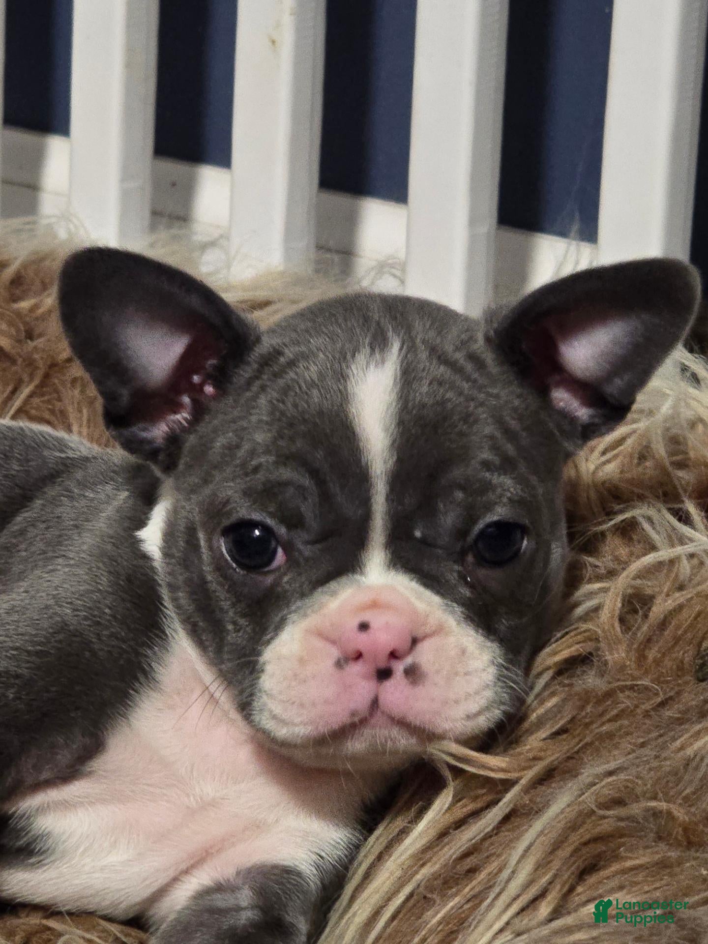 Mixed Breed dogs for sale: Frenchton female #2 - Ad 1