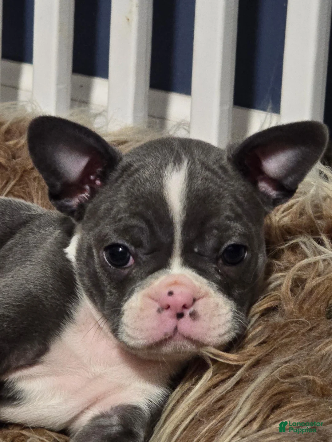 Mixed Breed dogs for sale: Frenchton female #2 - Ad 1