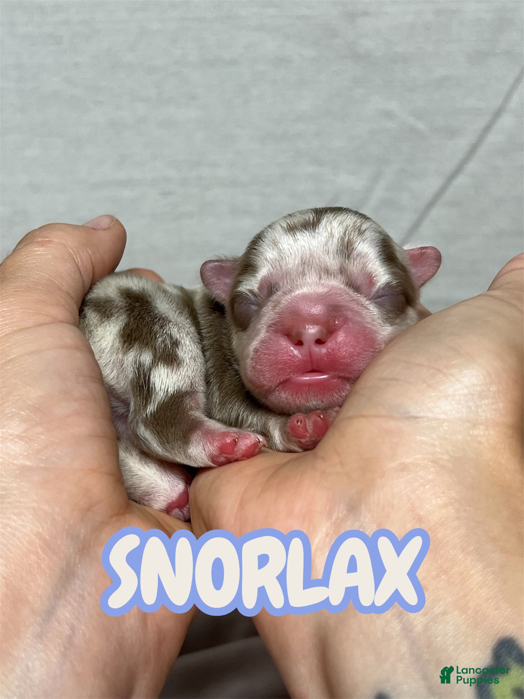 French Bulldog dogs Snorlax - Ad 1