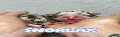 Snorlax