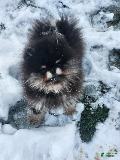 Gallery Image {{count}}