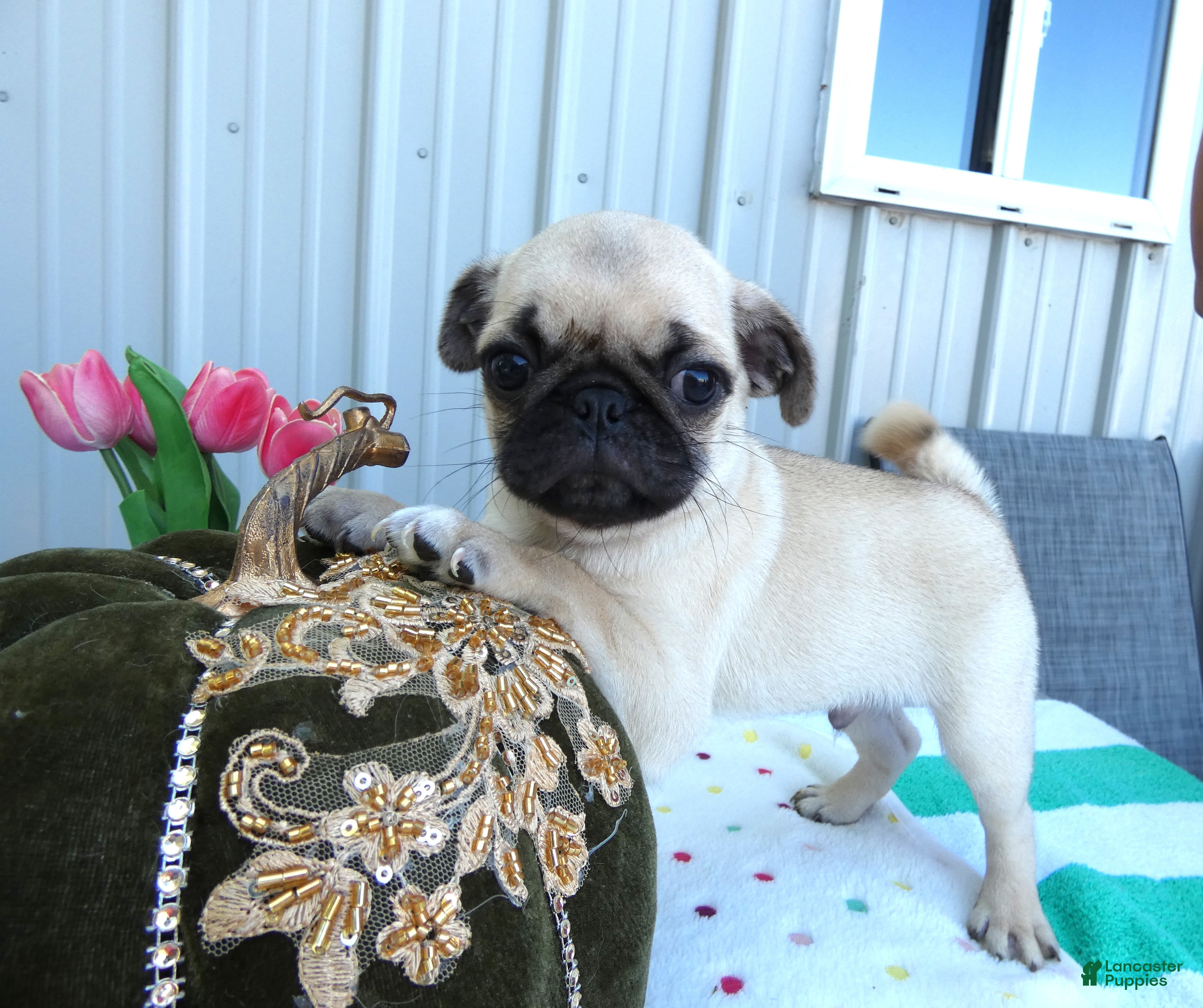 Pug dogs Pug 1 Robbie - Ad 30
