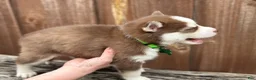 Pomsky dogs for sale: Scout - Ad 5