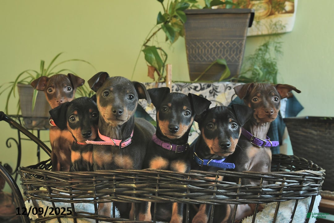 Miniature Pinscher dogs for sale: Lily  - Ad 5