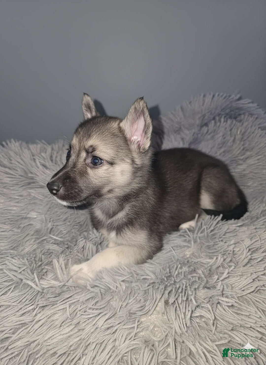 Gerberian Shepsky dogs for sale: Peanut  - Ad 4