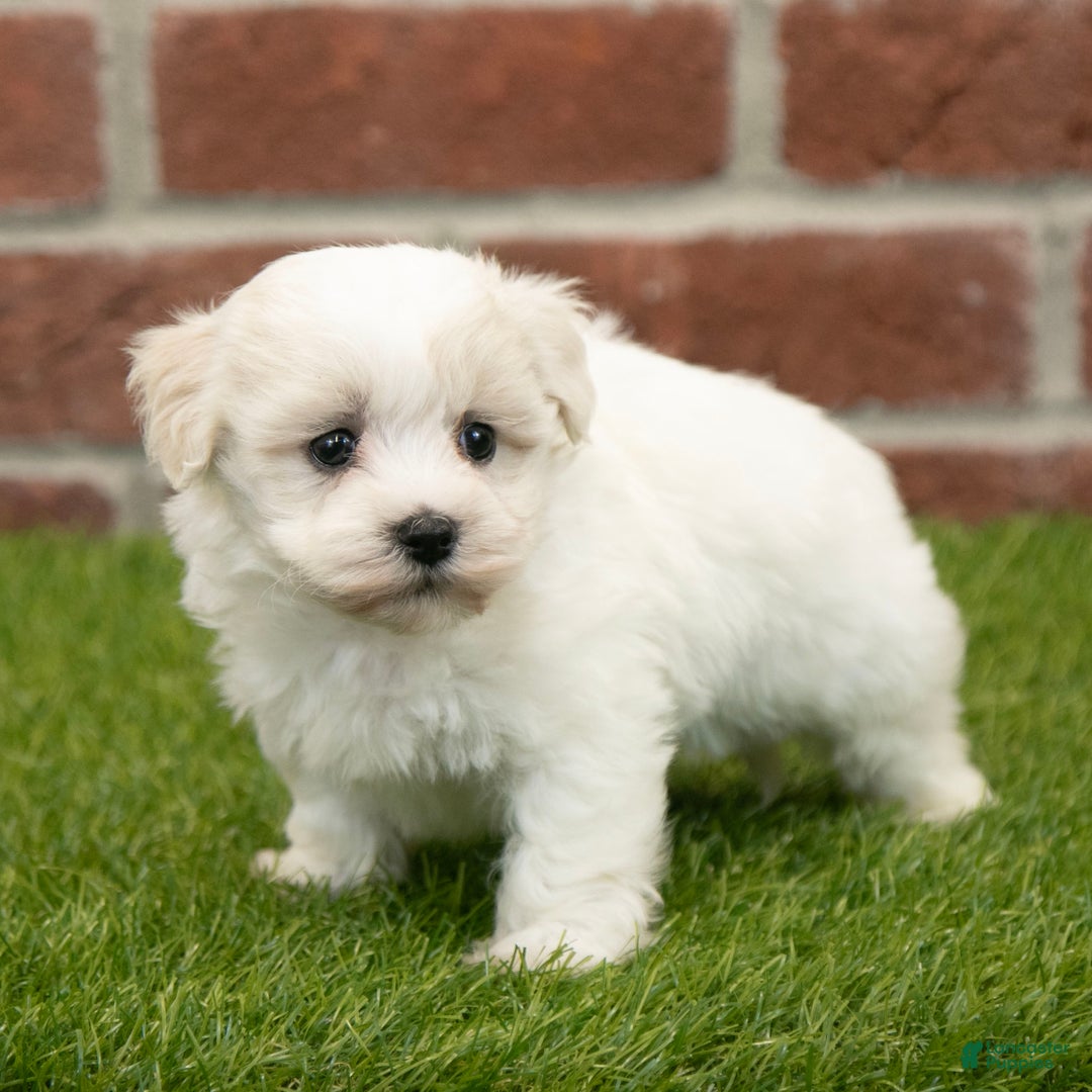 Havapoo dogs for sale: Duke - Ad 4