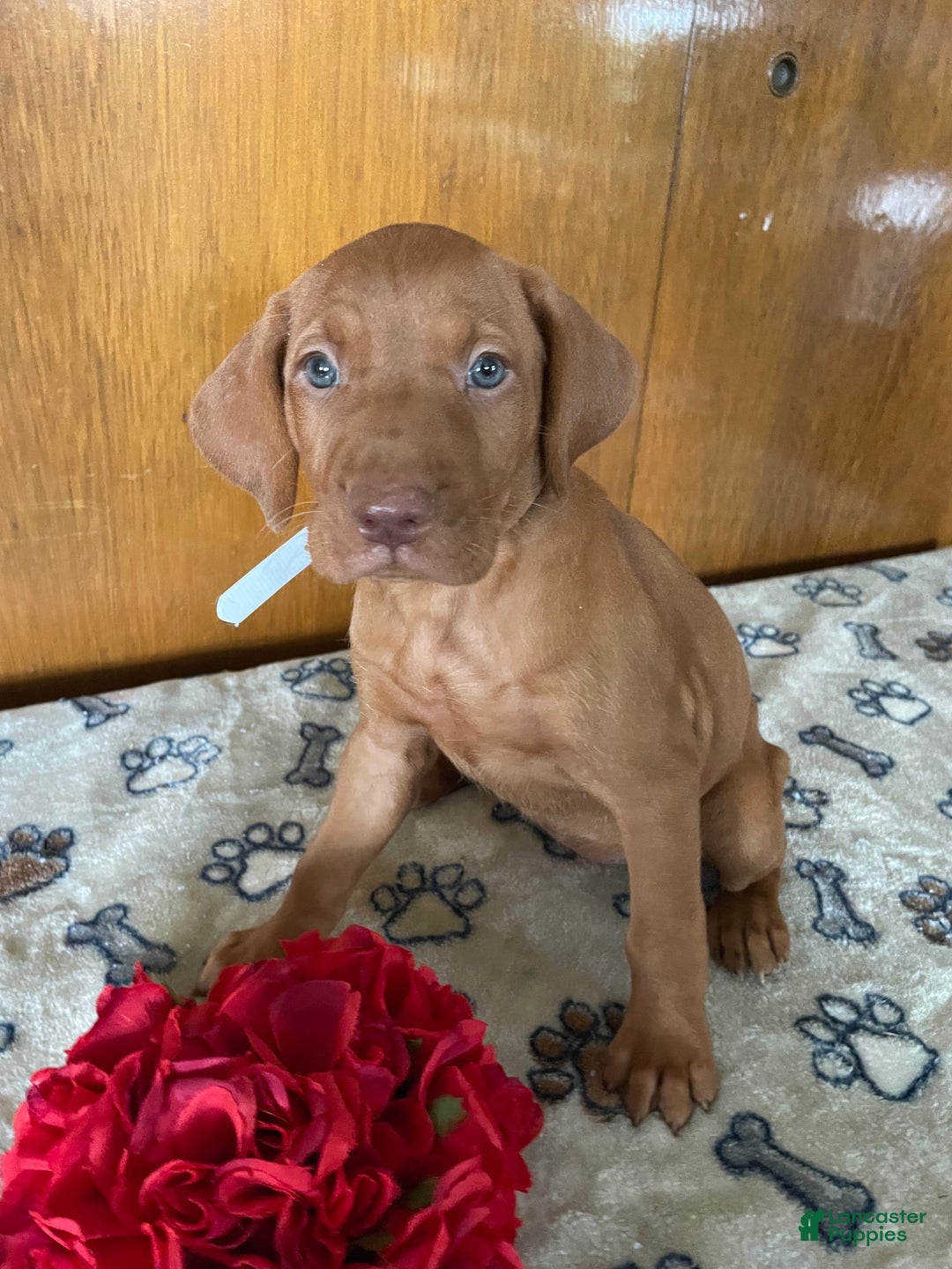 Vizsla dogs for sale: Stella - Ad 3