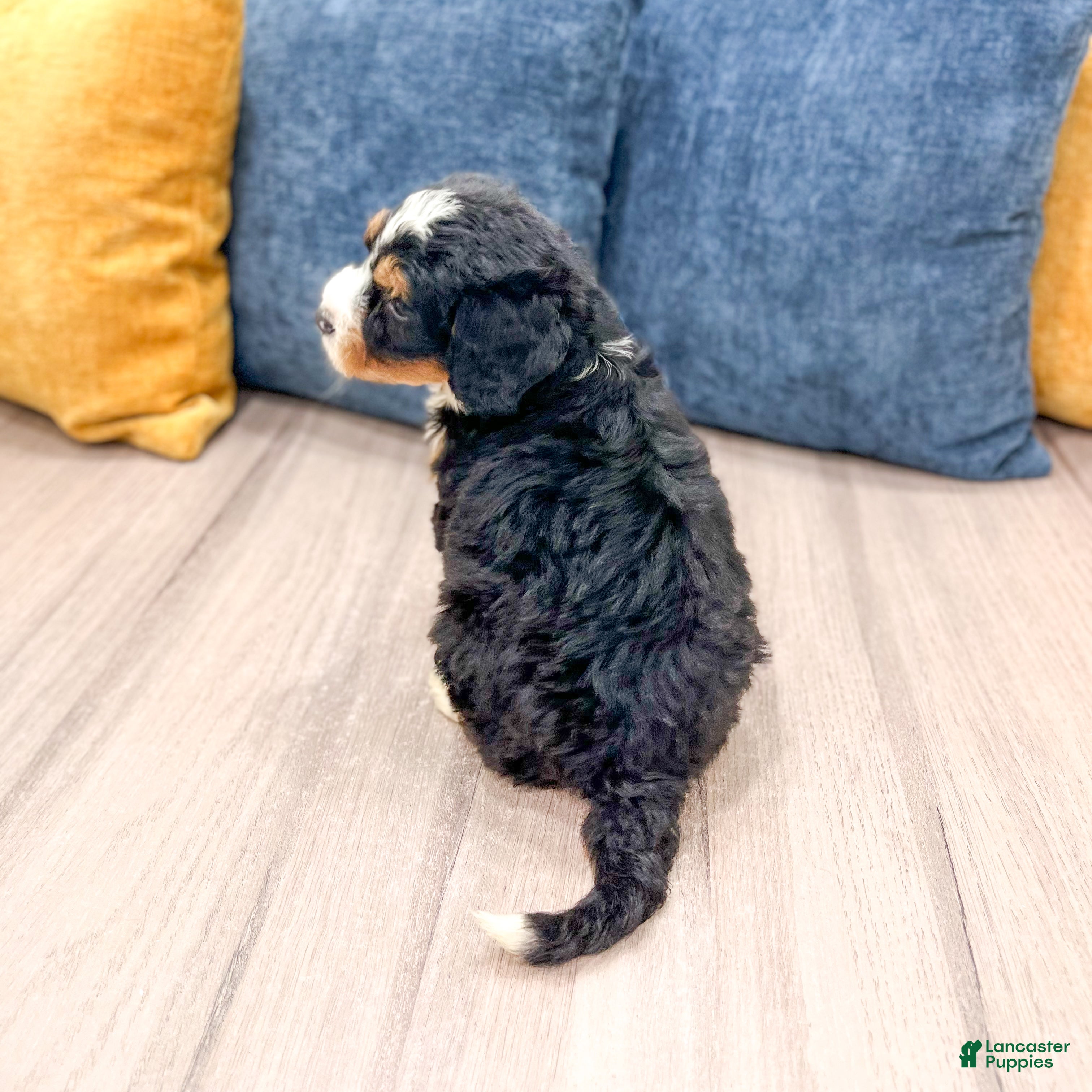 Mini Bernedoodle dogs for sale: Stella - Ad 6
