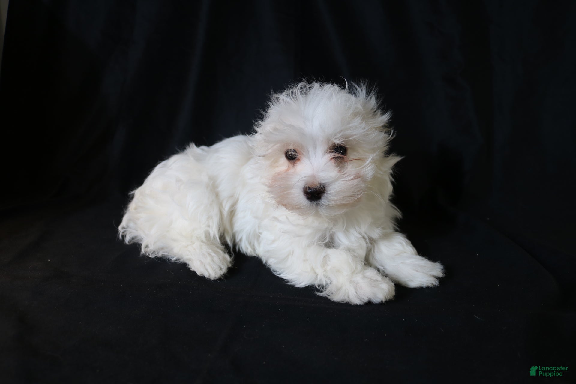 Maltese dogs Leo - Ad 2