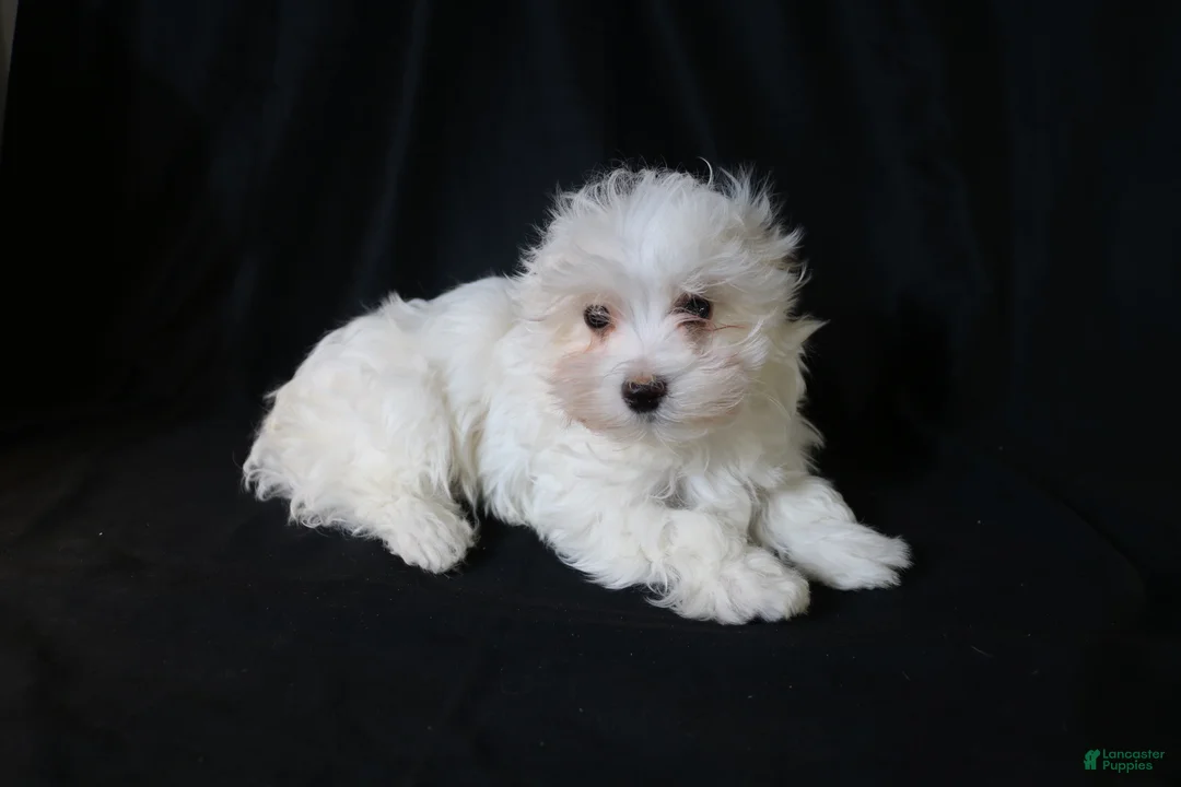 Maltese dogs for sale: Leo - Ad 2