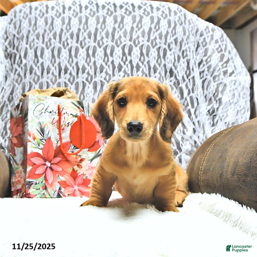 Miniature Dachshund dogs Asher - Ad 31