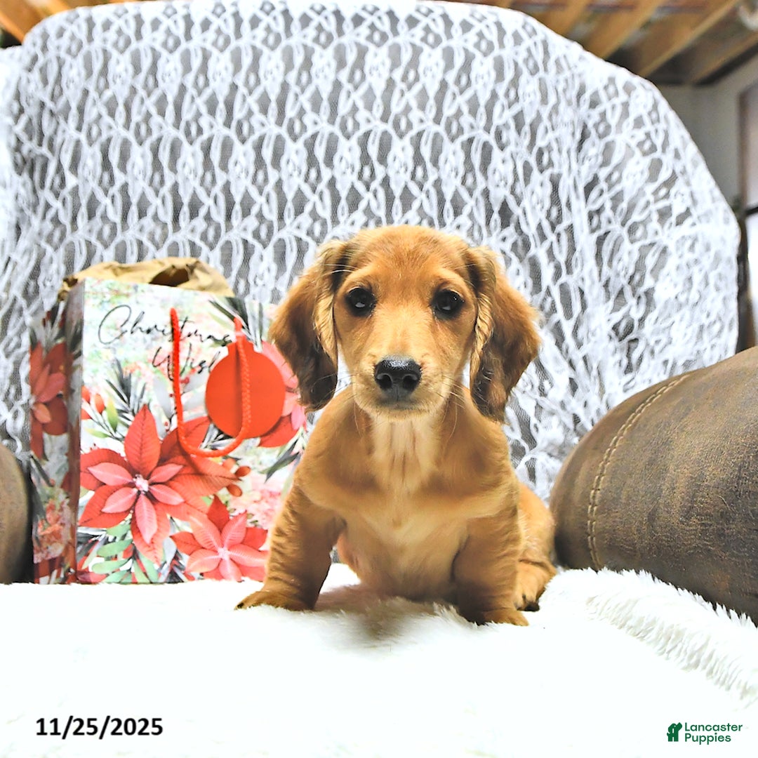 Miniature Dachshund dogs for sale: Asher - Ad 1