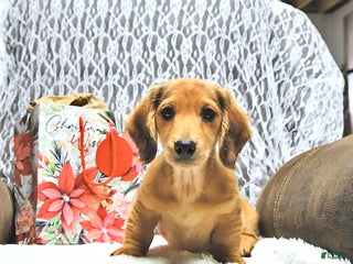Miniature Dachshund dogs Asher - Ad 21