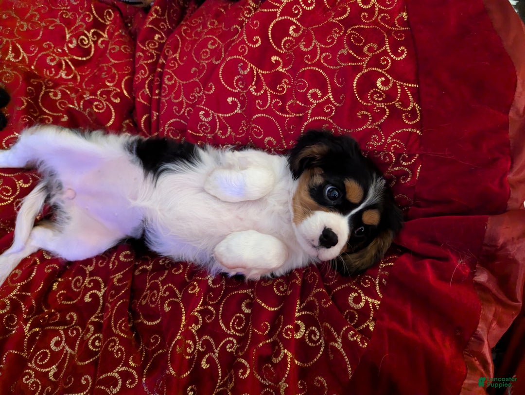 Cavalier King Charles Spaniel dogs for sale: Cavalier King Charles Spaniel Puppy 2 - Ad 5