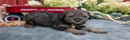 Miniature Schnauzer dogs for sale: Kiki - Ad 1