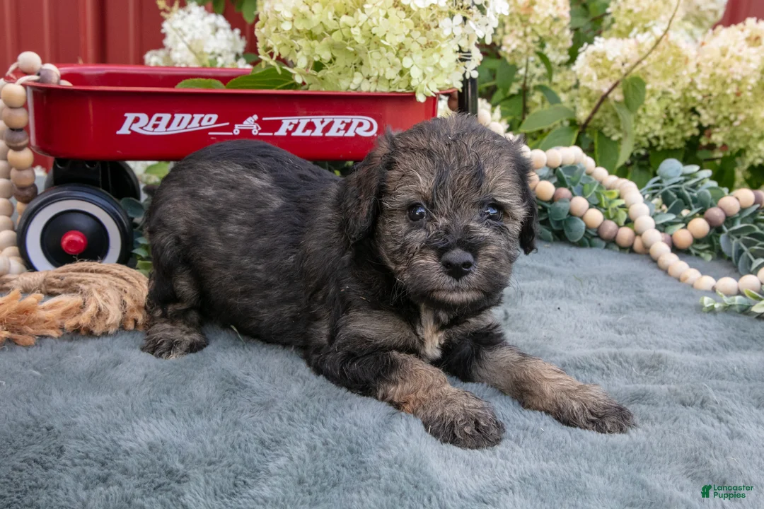 Miniature Schnauzer dogs for sale: Kiki - Ad 1