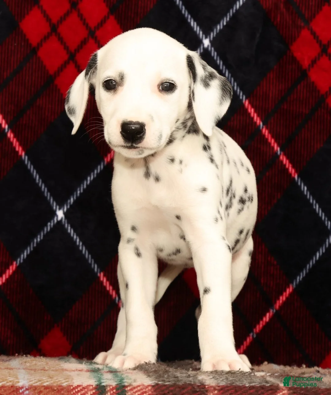 Dalmatian dogs for sale: Daisy - Ad 1