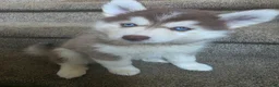 Pomsky dogs for sale: Piper - Ad 4