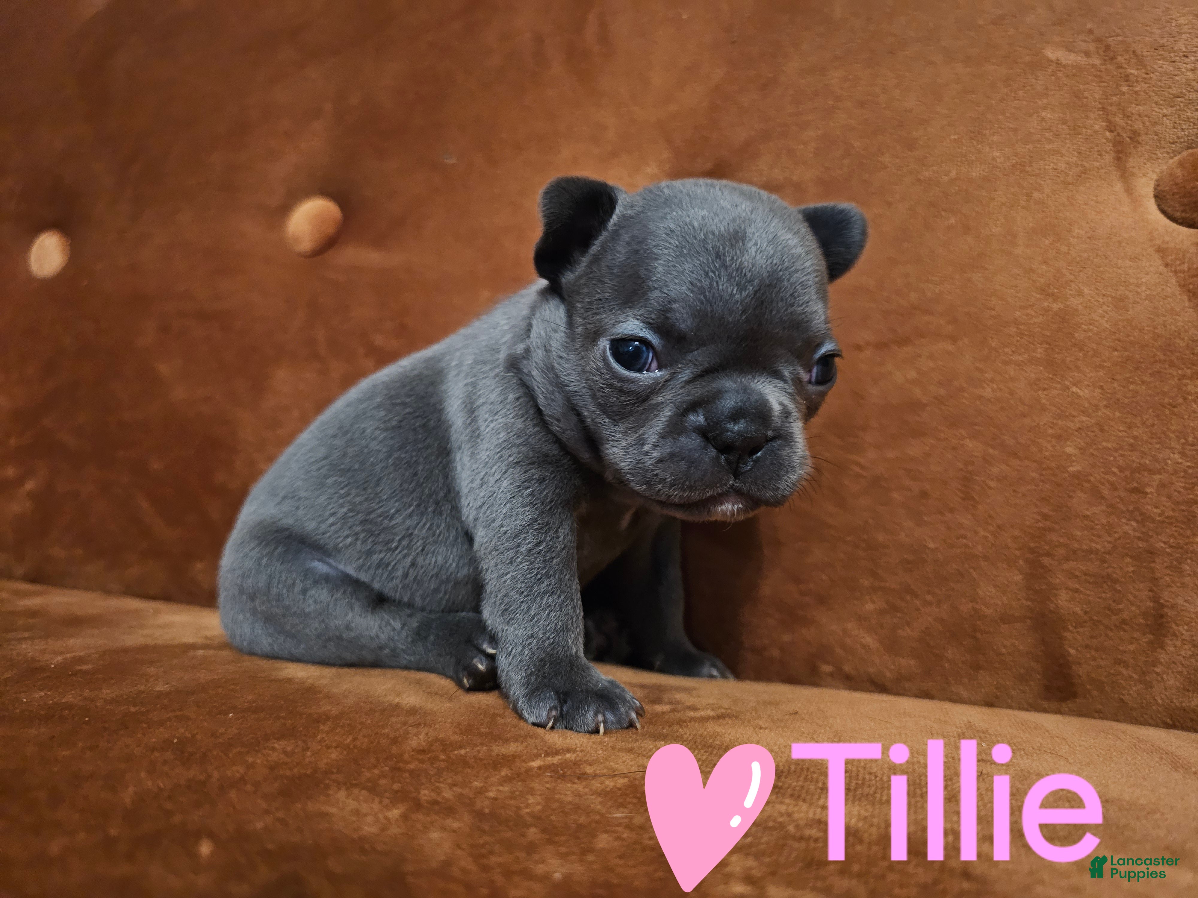 French Bulldog dogs Tillie - Ad 4