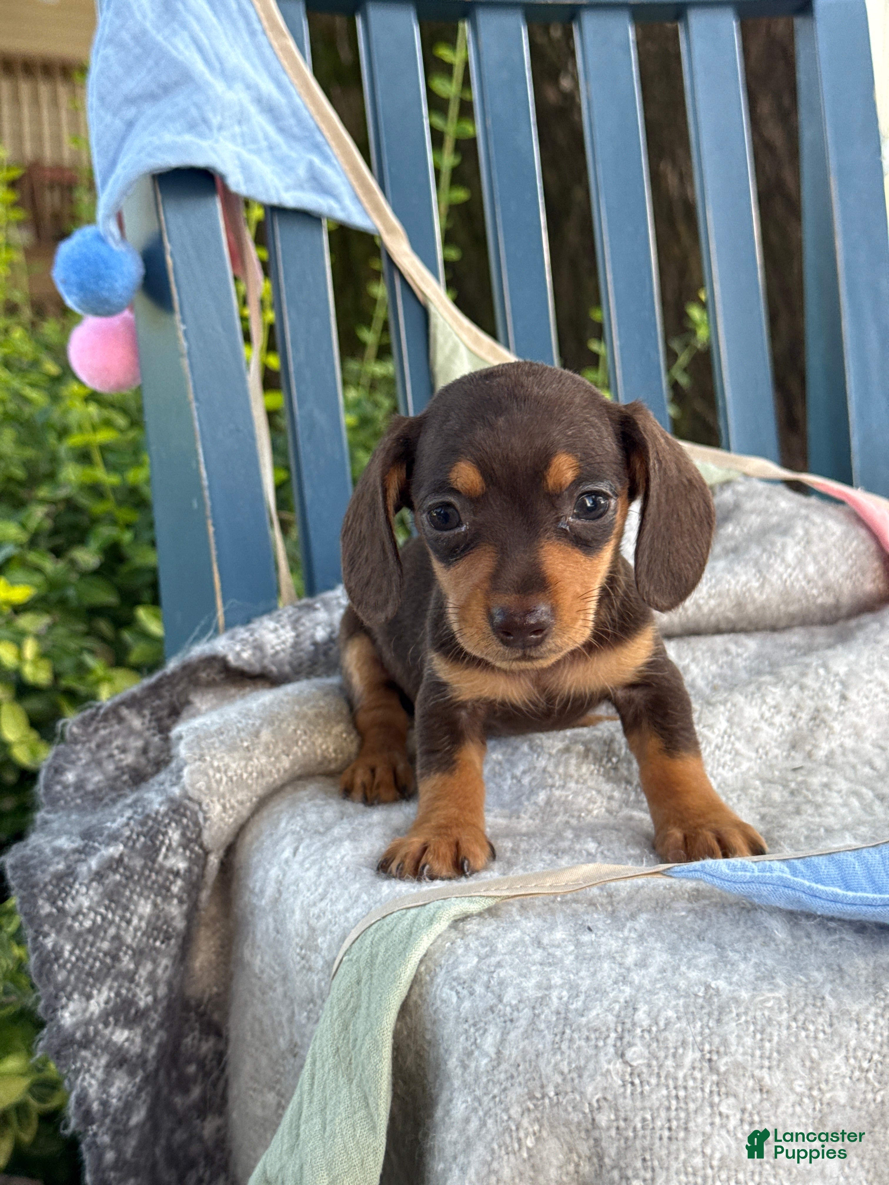 Miniature Dachshund dogs Tinkerbelle - Ad 1