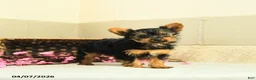 Yorkshire Terrier dogs for sale: Sugar - Ad 1