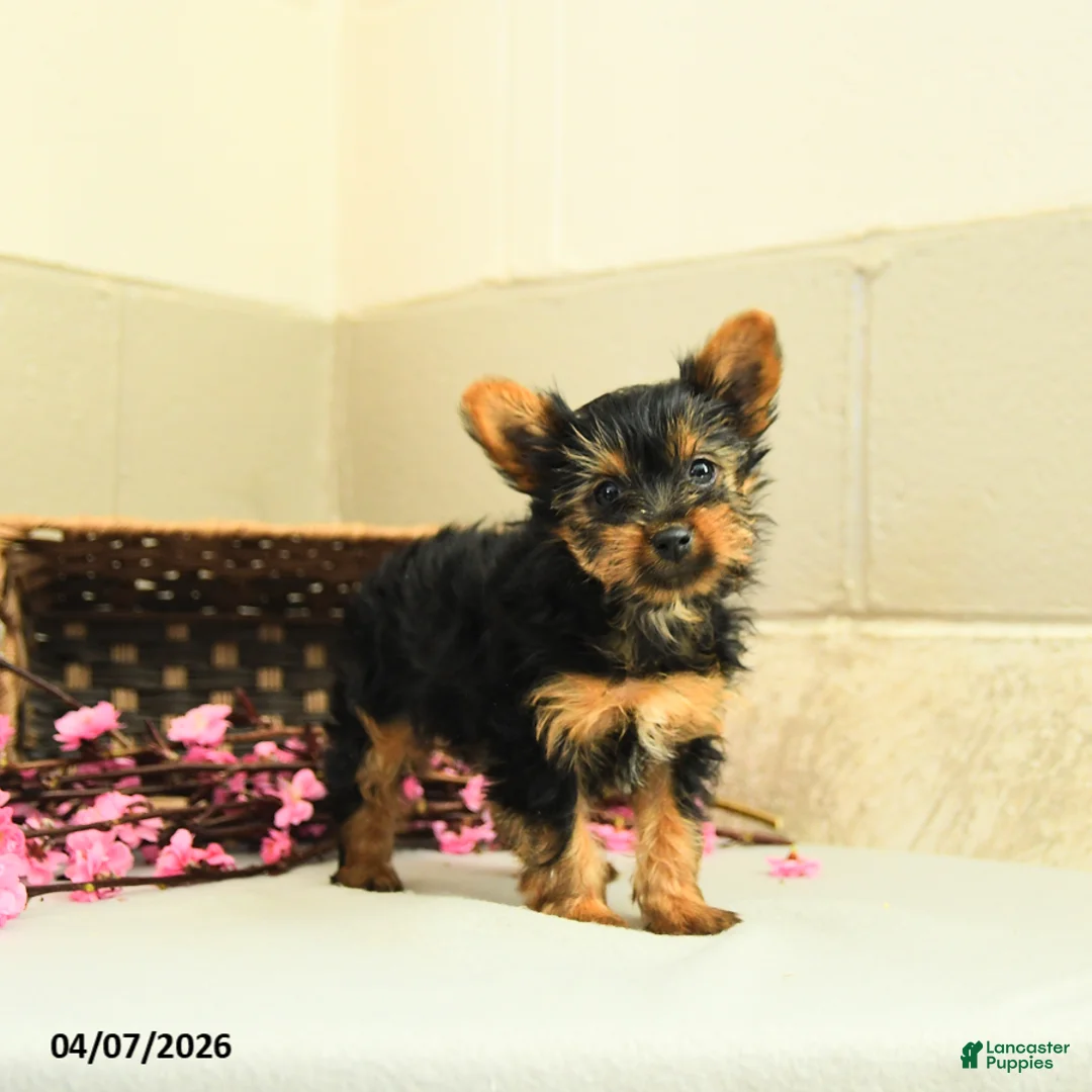Yorkshire Terrier dogs for sale: Sugar - Ad 1