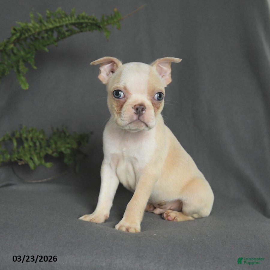 Boston Terrier dogs Cody - Ad 2