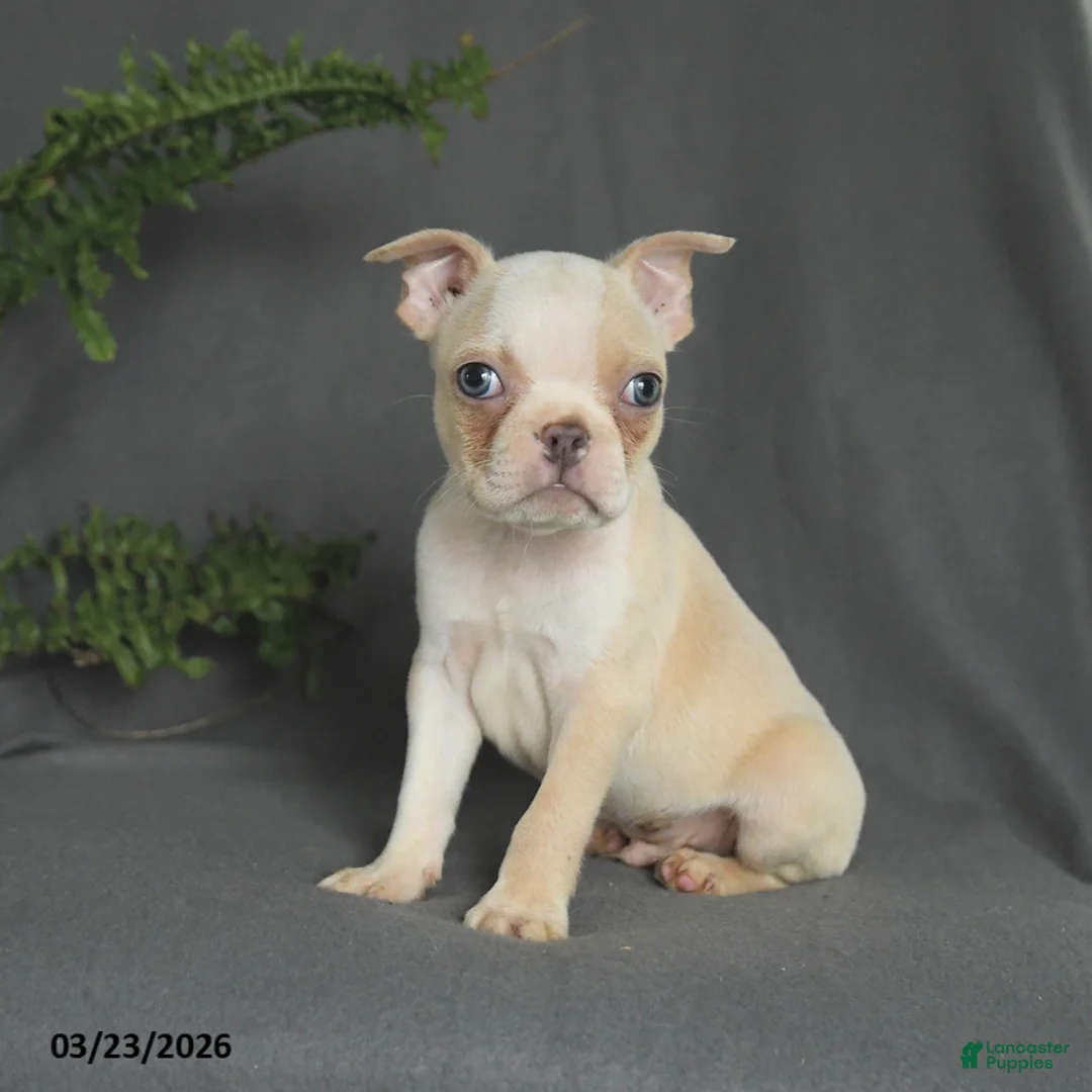 Boston Terrier dogs for sale: Cody - Ad 2