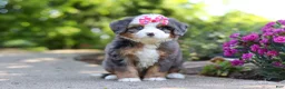Mini Bernedoodle dogs for sale: Sunny - Ad 3