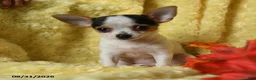 Chihuahua dogs for sale: Savannah - Ad 3
